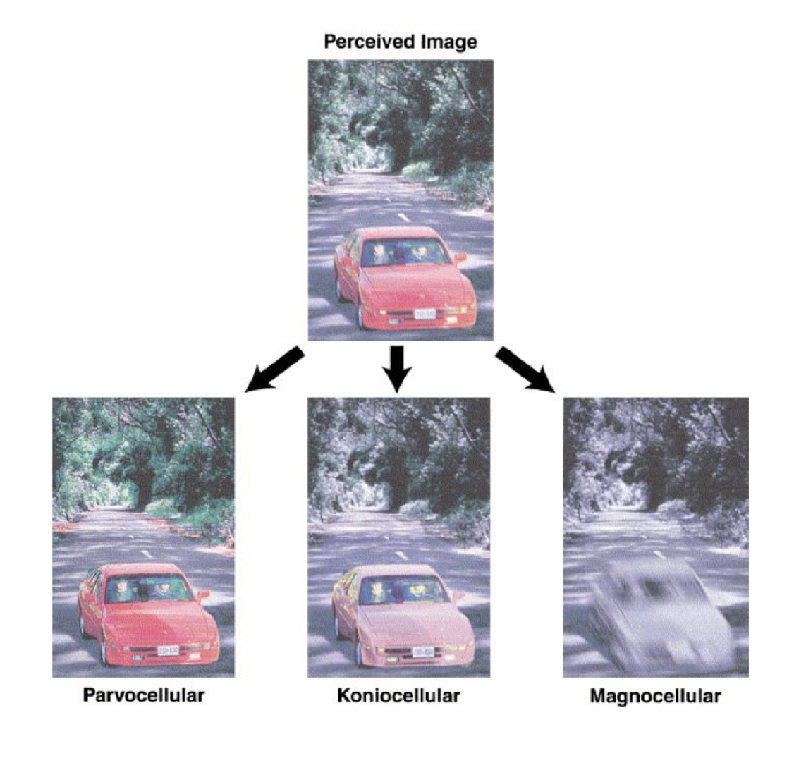 M = motion

P = fine res & colour 

K = we don’t really know, but perhaps involved in blue/yellow light, motion, & eye movements 