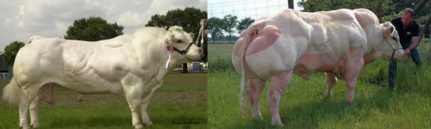 <p>What is congenital muscle hyperplasia?</p>