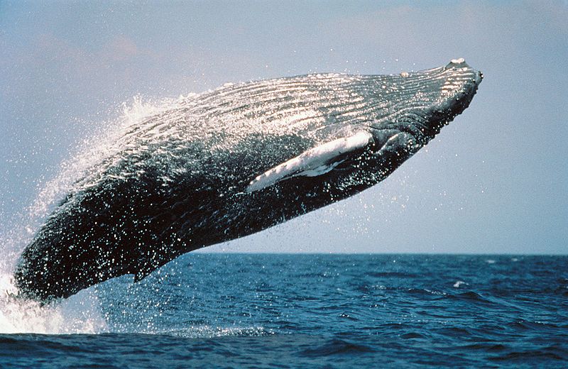 Which Mysticete family contains rorqual whales (blue whales, humpbacks, fin whales)?
