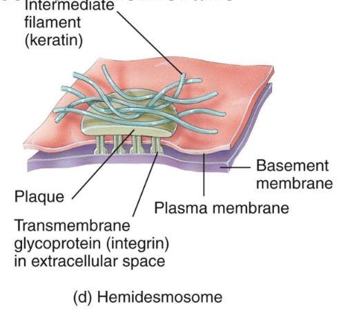 <p>Hemidesmosomes</p>