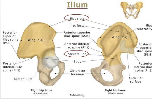 <p><strong>Ilium: Arcuate Line</strong></p><p>-_______ that separates _______ into upper and lower parts </p><ul><li><p>Upper = _______ wall of false pelvis, part of abdominal cavity </p></li><li><p>Lower = lateral wall of ____ pelvis, part of pelvic cavity </p></li></ul><p>-Linea terminalis (lower 2/3rds of the arcuate line), contributes to _______ of pelvic ____</p>