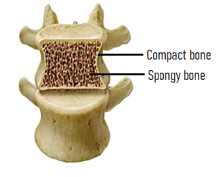<p>-Compact bone tissue: Very dense, hard bone </p><p></p><p>-Spongy bone tissue: Porous, honeycomb like appearance </p>