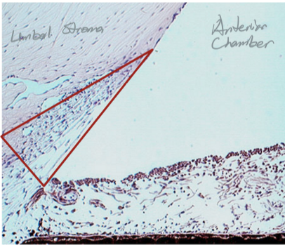 <p>Apex lies at Schwalbe’s line, base lies at scleral spur.<br>Inner side lines the anterior chamber<br>Outer side lies against the JCT and close to Schlemm’s canal</p>