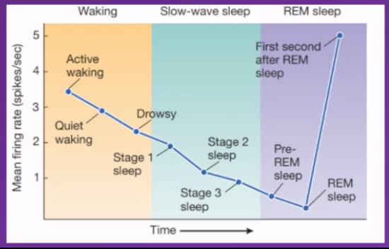 <p><span>Serotonin comes From Raphe Nuclei (which axons release serotonin into the brain) (is part of the RAS in Pons and Medulla)</span></p><p class="MsoNormal"><span>﻿﻿Influences locomotion and cortical arousal, but not sensitive to external stimuli</span></p><p class="MsoNormal"></p><p class="MsoNormal">correlation evidence</p><p class="MsoNormal"><span>Is highly active when awake and continually decrease in activity as the individual transitions from wakeful to slow wave sleep</span></p><p class="MsoNormal"><span>during</span></p><p class="MsoNormal"><span>Slow wave sleep: Continues to decrease in activity – mean firing rate of neurons releasing serotonin reduces.</span></p><p class="MsoNormal"><span>&nbsp;</span></p><p class="MsoNormal"><span>REM sleep: Slowly after entering REM sleep stage the lowest activity rate occurs</span></p><p class="MsoNormal"><span>First second after individual enters REM sleep stage activity significantly spikes and increases</span></p><p class="MsoNormal"><span>&nbsp;</span></p><p class="MsoNormal"><span>Conclusion</span></p><p class="MsoNormal"><span>Can infer there's an incompatibility between serotonin levels being high and REM sleep happening.</span></p><p class="MsoNormal"><span>Serotonin levels need to be low during slow wave sleep and very low during REM sleep for these stages to occur</span></p>