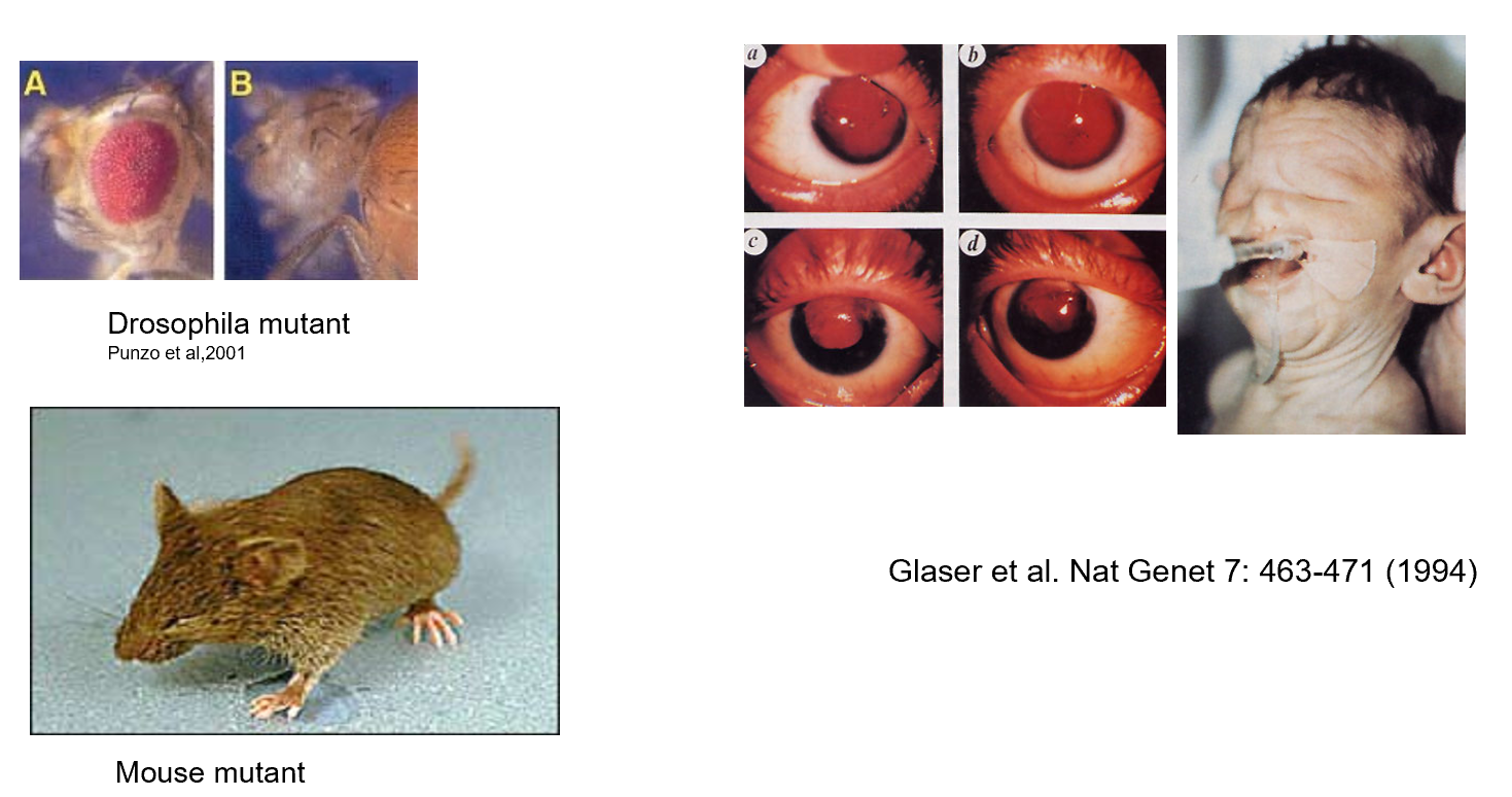 <p>Pax6 is important for eye development</p><p>Can lead to no eyes being developed in most organisms</p><p>Similar phenotypic output in all types of organisms</p>