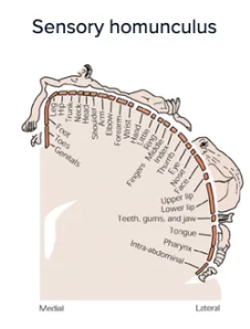 <p>abundance of neurons receiving input from specific region is associated with degree of sensory sensitivity</p>