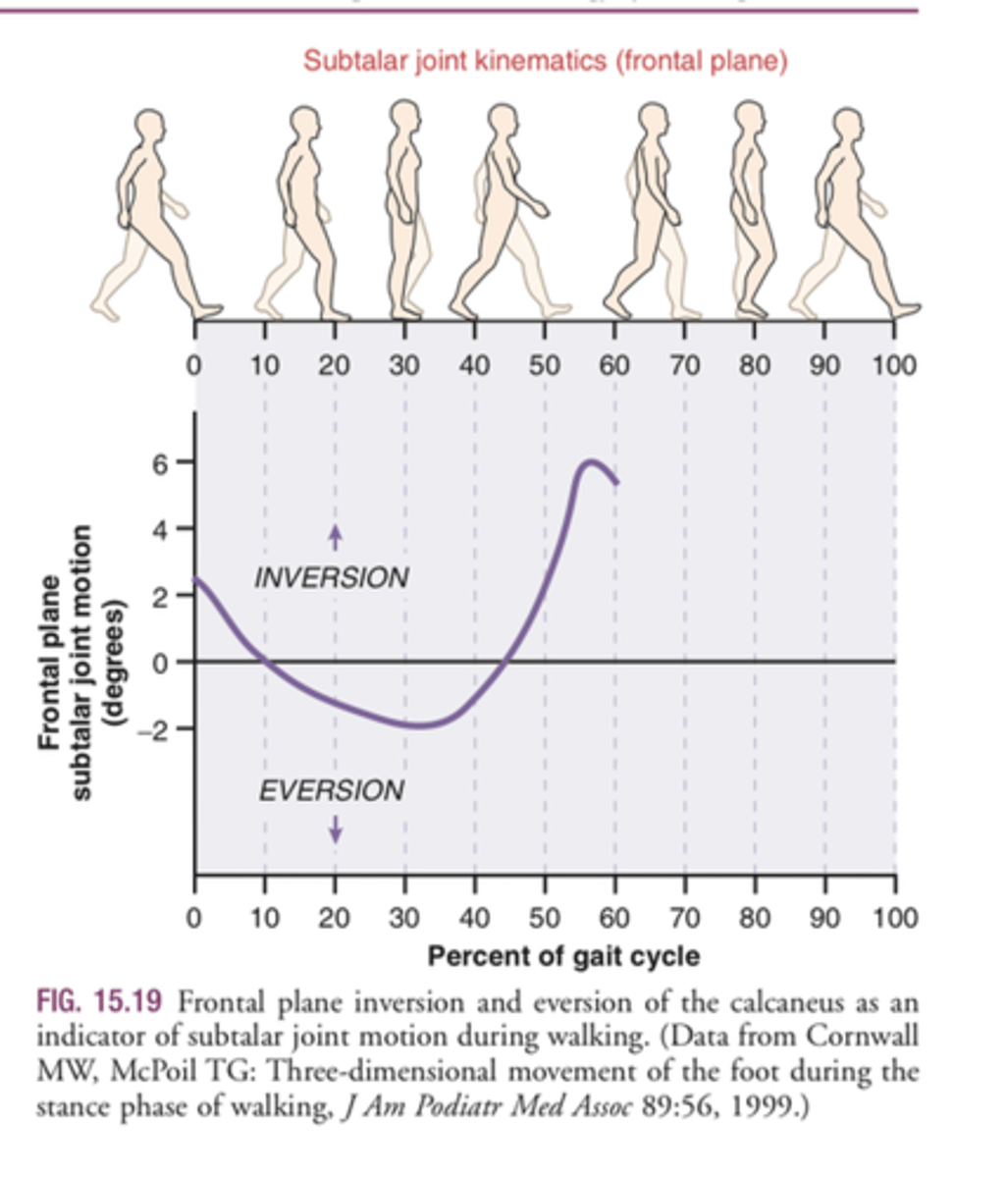 <p>-inverted 2-3 degrees at time of heel contact</p><p>-maximal eversion of 2 deg at mid stance</p><p>-back to inversion of 6 deg between heel off and toe off</p><p>(corresponds to plantar and dorsiflexion)</p>