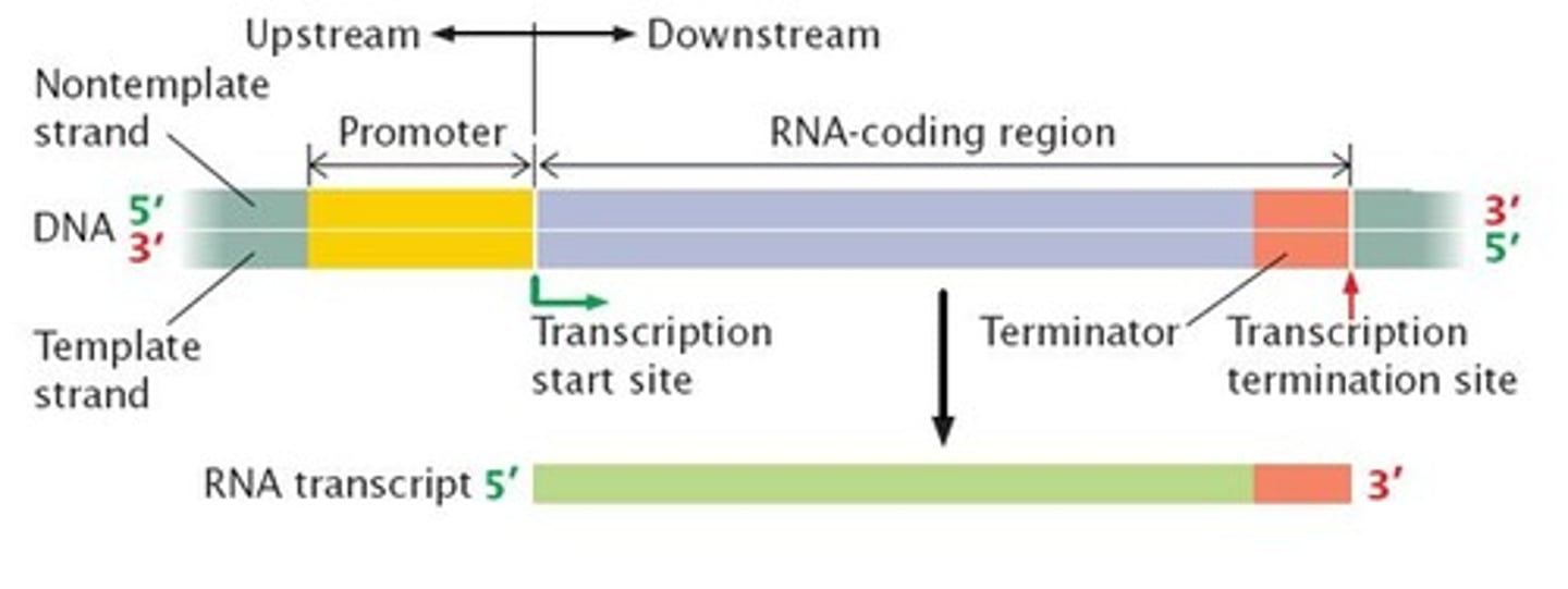 <p>It is part of the promoter that helps RNA polymerase bind to DNA and initiate transcription.</p>