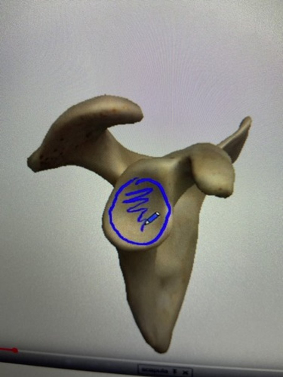 <p>identify</p>
