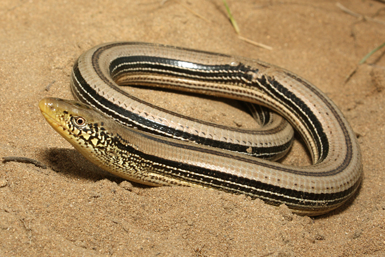 <p>Slender Glass Lizard</p>