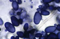 <p>What is shown in the image?</p>