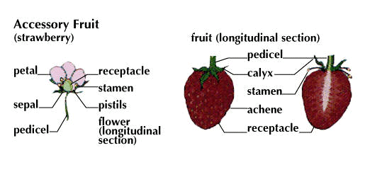 <p>What’s an accessory fruit?</p>
