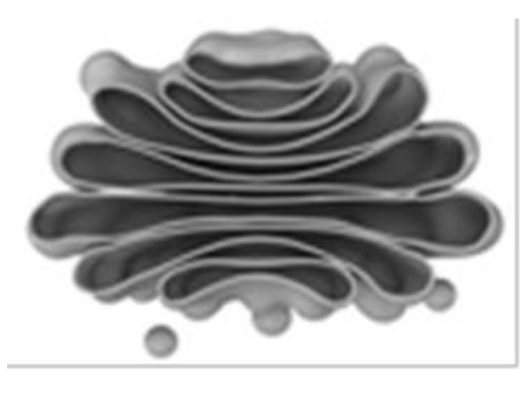<p>Golgi Apparatus</p>