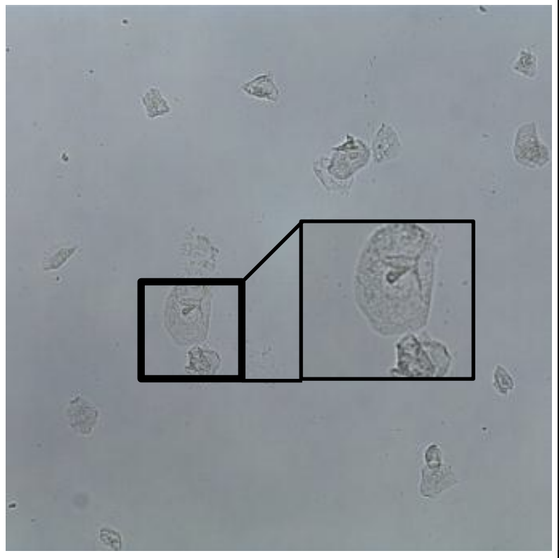 term image