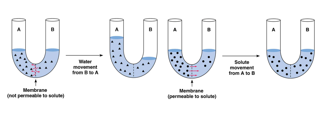 <ul><li><p>depends if permeable to solute or not</p></li><li><p>solute is the thing being dissolved in the solvent</p></li><li><p>the solvent is usually water</p></li><li><p>if the solutes cannot move, then the water will move in order to keep the concentration the same</p></li></ul><p></p>