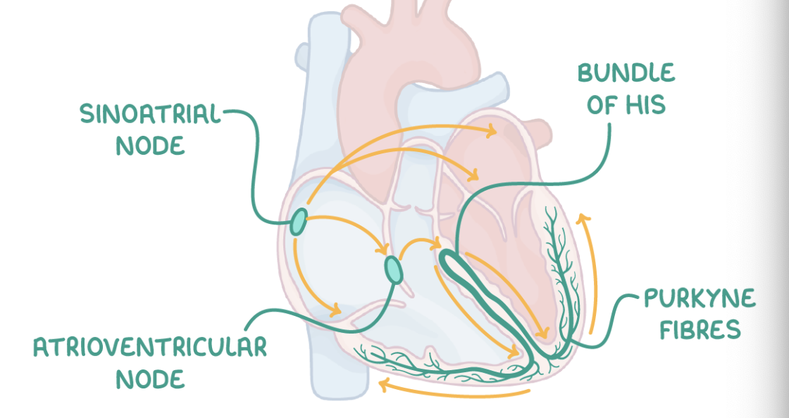 <p><span>Cardiac muscle is myogenic, which means that the contraction of cardiac muscle initiates within the heart itself. The basic rhythm of the heart is maintained by a&nbsp;wave of electrical excitation.</span></p><p><strong>This wave travels through the following structures in this order:</strong></p><ol><li><p><strong>Sinoatrial node (SAN)&nbsp;-&nbsp;Initiates the heart beat by stimulating the atria to contract.</strong></p></li><li><p><strong>A layer of collagen fibres&nbsp;- Prevents direct electrical flow from atria to ventricles.</strong></p></li><li><p><strong>Atrioventricular node (AVN)&nbsp;-&nbsp;Picks up the electrical activity from the SAN and imposes a slight delay.</strong></p></li><li><p><strong>Bundle of His&nbsp;- Receives electrical activity from the AVN and conducts the wave of excitation to the apex (base) of the heart.</strong></p></li><li><p><strong>Purkyne fibres&nbsp;- These branch off the bundle of His, causing the right and left ventricles to contract from the bottom upwards.</strong></p></li></ol><p></p>