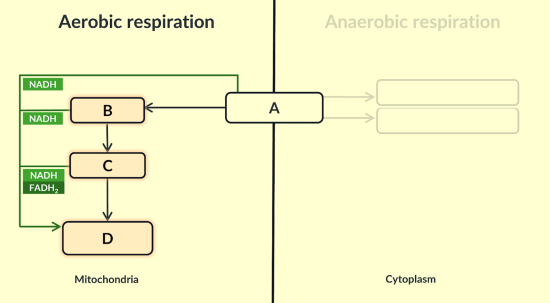 <p><span><span>Here is an overview of aerobic respiration. Name each stage labelled A,B,C and D.</span></span><br></p>