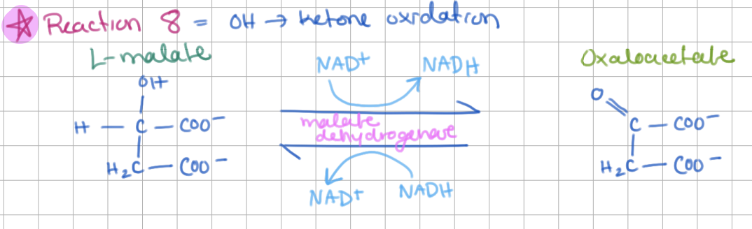 <p><strong>Step 8</strong>: <strong>Malate</strong> → <strong>Oxaloacetate</strong> (E = <strong>Malate Dehydrogenase</strong>)</p><ul><li><p>OH → ketone oxidation (+NADH)</p></li></ul><p></p>