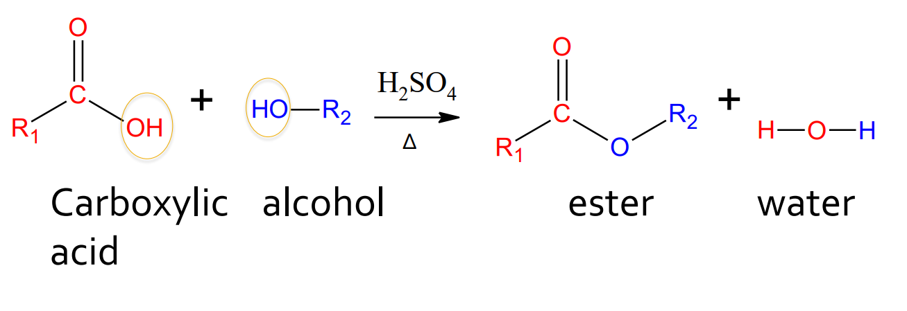 <p>catalyst: H<sub>2</sub>SO<sub>4</sub> and water</p><p>products: ester and water</p>