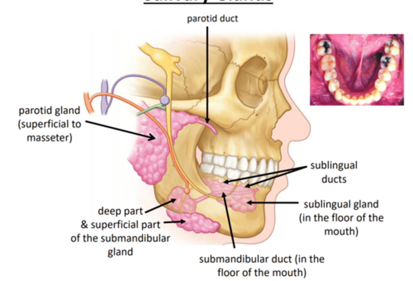 <p>- approximately 50/50 serous to mucous cells</p><p>- ducts open lateral to lingual frenulum</p>
