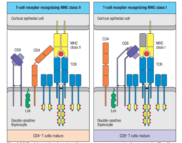 <p></p><p>MoreBind to MHC: CD4 and CD8</p><p>Recruit- Lck= tyrosine kinase→ initiates signaling</p><p>The signal is only initiated with cells that have TCR bound to MHC→ survival</p>