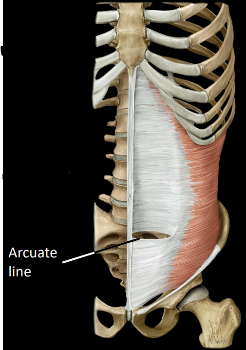 <p>rectus abdominis enveloped by aponeuroses of:</p><ul><li><p>external &amp; internal obliques</p></li><li><p>transversus abdominis</p></li></ul><p>these envelopes are the <strong><u>rectus sheath</u></strong></p><ul><li><p>aponeurotic relationship changes at the arcuate line</p></li></ul><p></p>