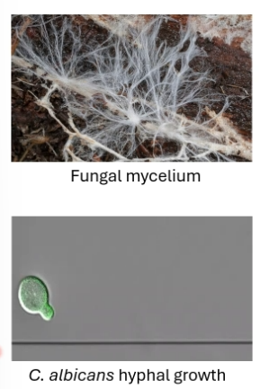 <p>Sometimes comprised of a <strong><em>mycelium</em></strong>: a <strong>large mass of hyphae</strong> (singular: hypha) Hyphae: structures produced by apical extension which have <strong>parallel </strong>sides</p>