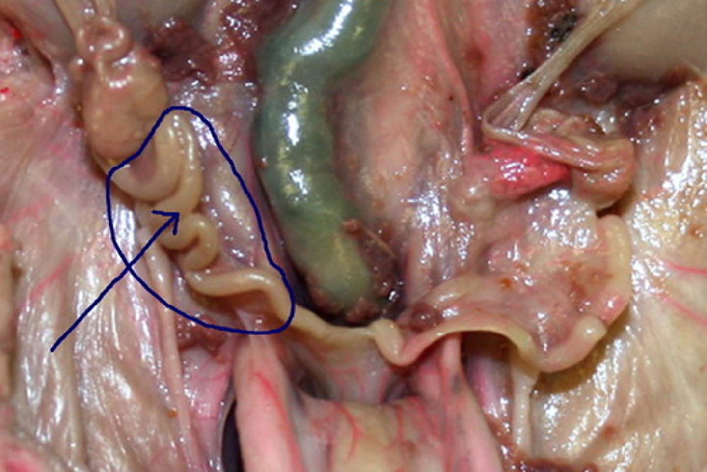 <p>point where uterus &amp; uterine tubes meet; connect body of uterus &amp; ovaries; in the pig, fetus develops here</p>