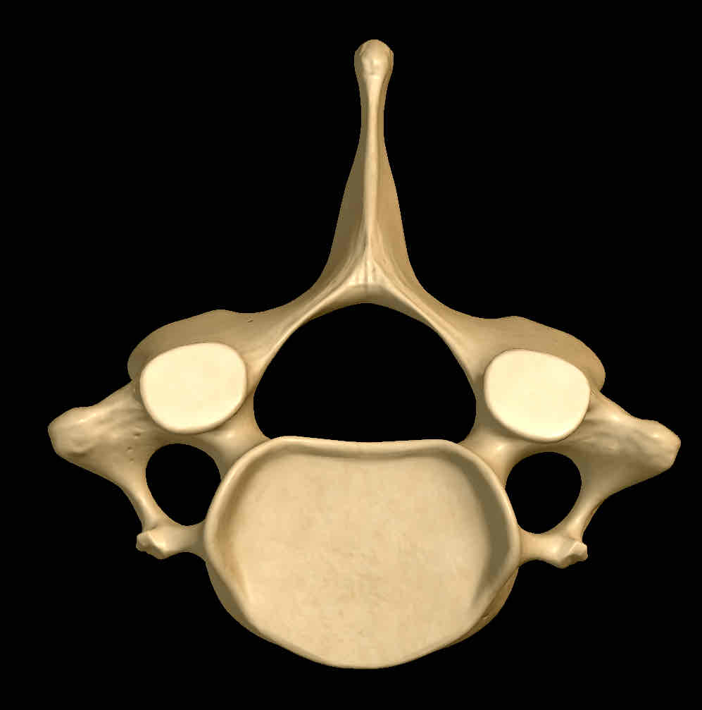 <p>Name vertebrae</p>