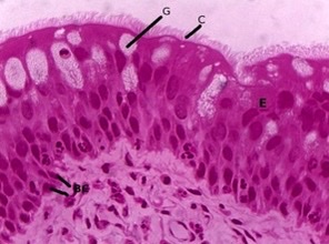 What is shown in the image?