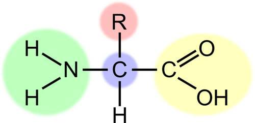 <p>The part of an amino acid (protein) that varies from amino acid to acid is the</p>