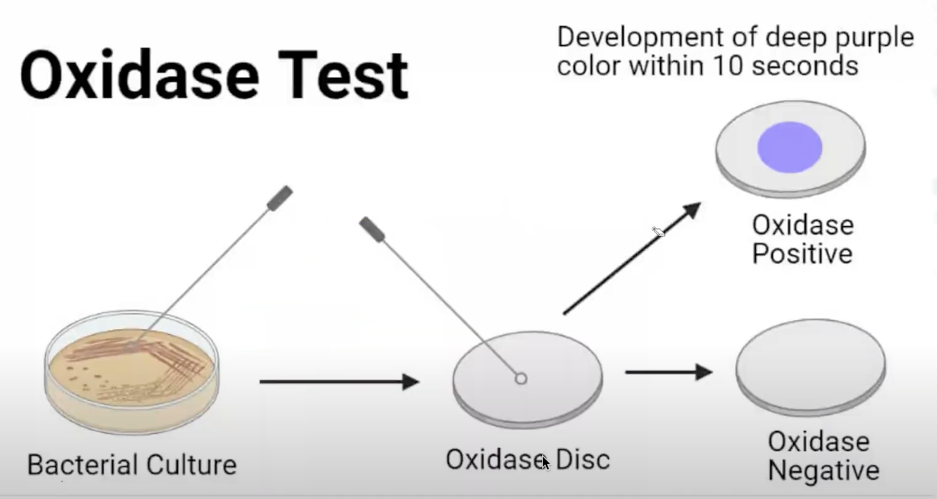 <p>Oxidase / Cytochrome Oxidase Test / Taxo N</p>
