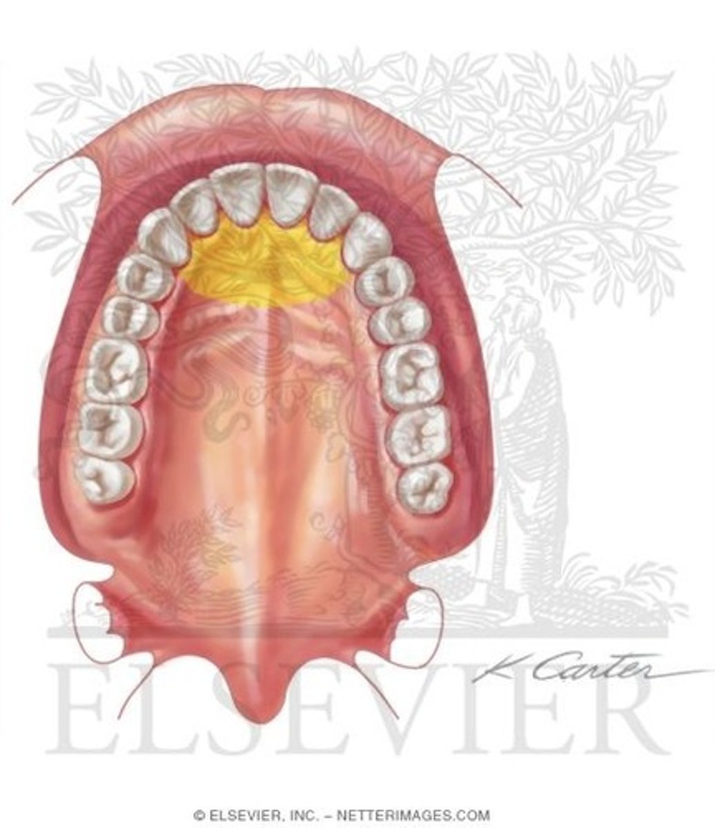 <p>Innervates primary palate and maxillary anterior teeth on lingual side</p><p>Travels through the incisive canal</p><p>V2 branch</p>