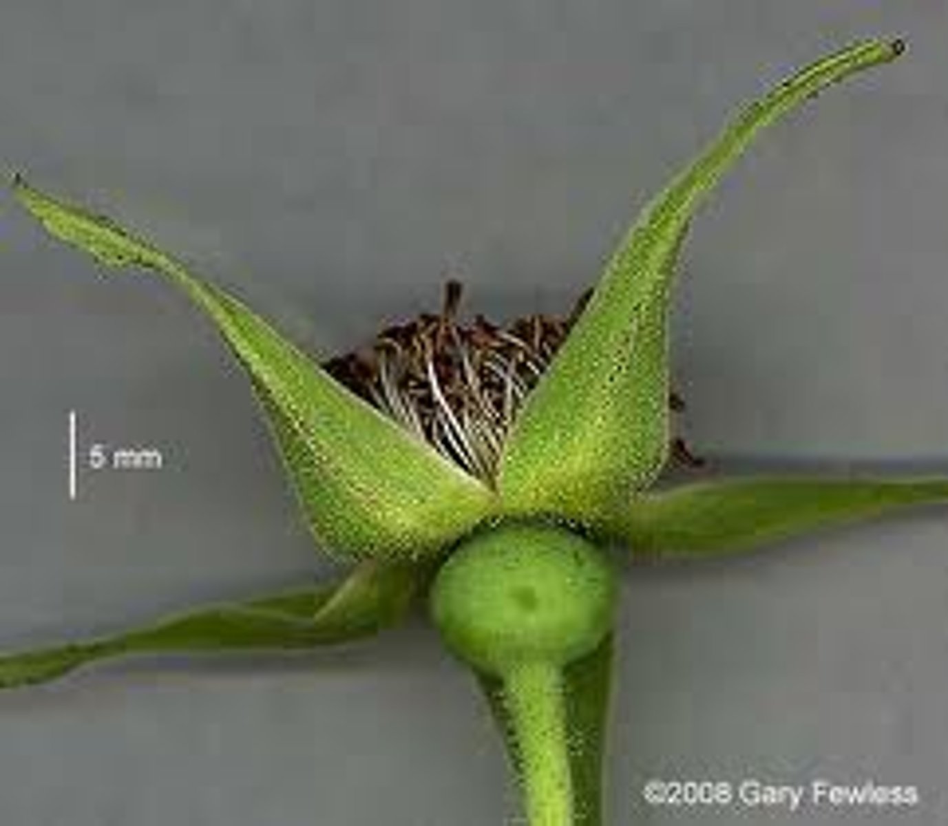 <p>the small leaves that form the housing of the developing flower</p>