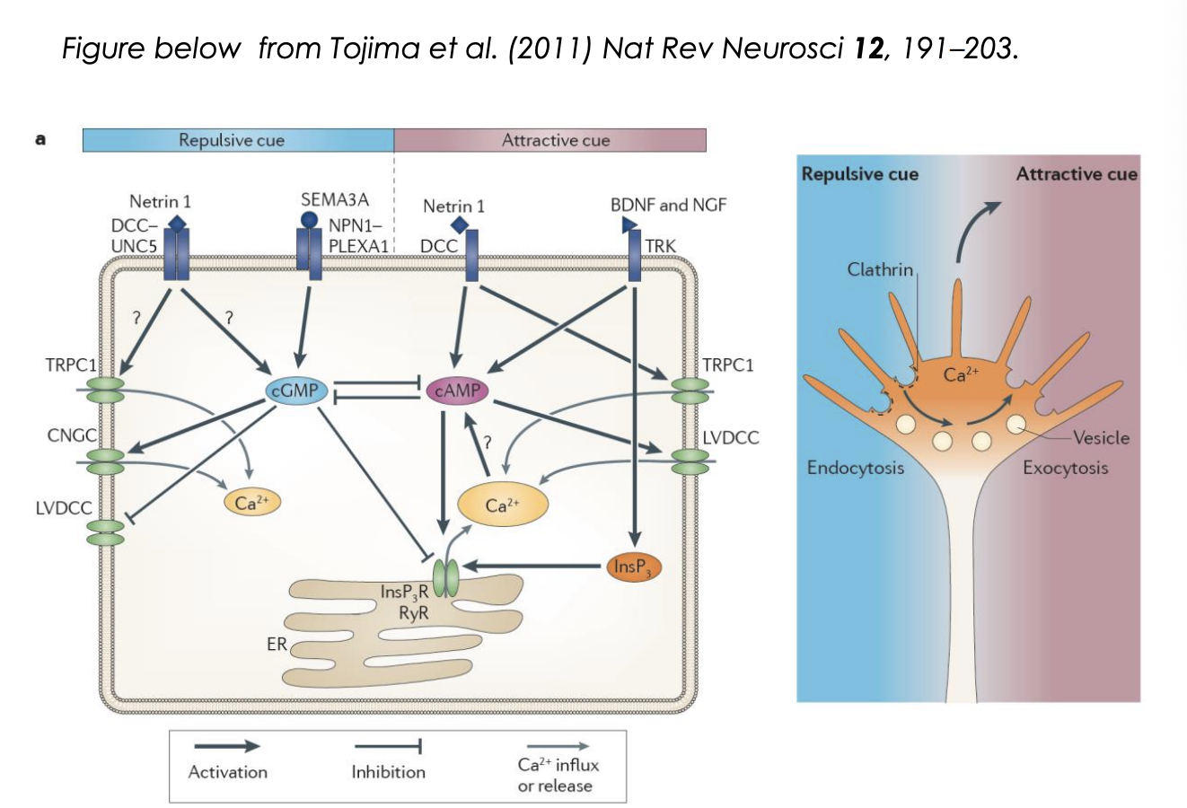 <p>How does the cAMP/cGMP ratio regulate the response? <strong>Repulsion</strong></p>