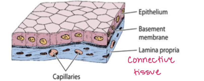 <p>free surface which is exposed to external/internal space, basal surface which is attached to a basal lamina (basement membrane), anything that enters or leaves the body must pass through an epithelium</p>