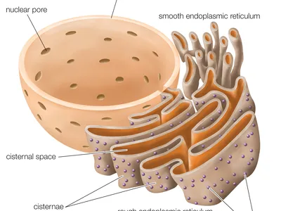 <p>general its function is <strong>to produce proteins for the rest of the cell to function</strong>. The rough endoplasmic reticulum has on it ribosomes, which are small, round organelles whose function it is to make those proteins.</p>