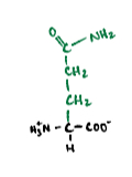 <p>A polar amino acid that acts as an amide of glutamate.</p>