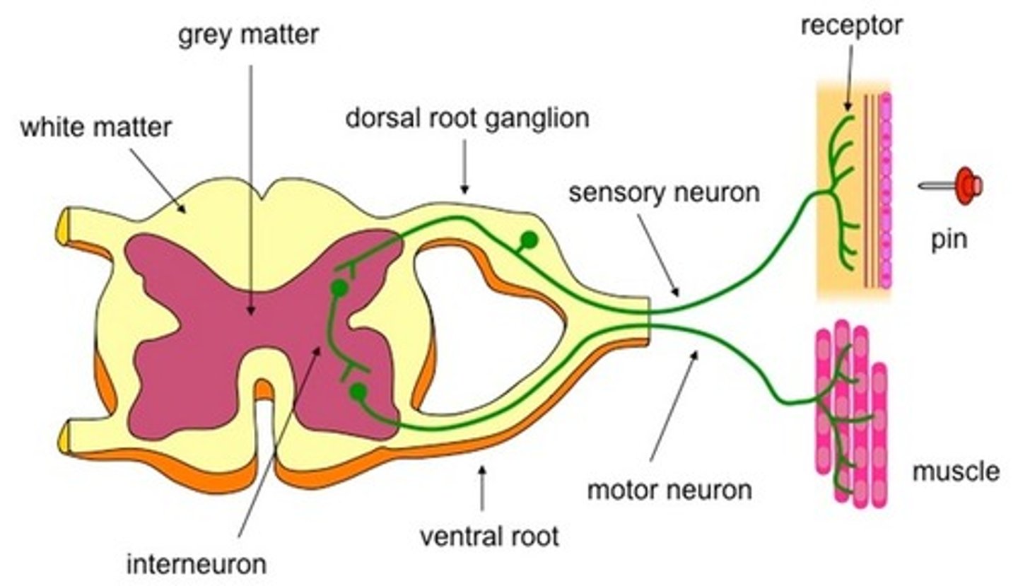 <p>Sensory Neuron --> Inter Neuron --> Motor Neutron</p>