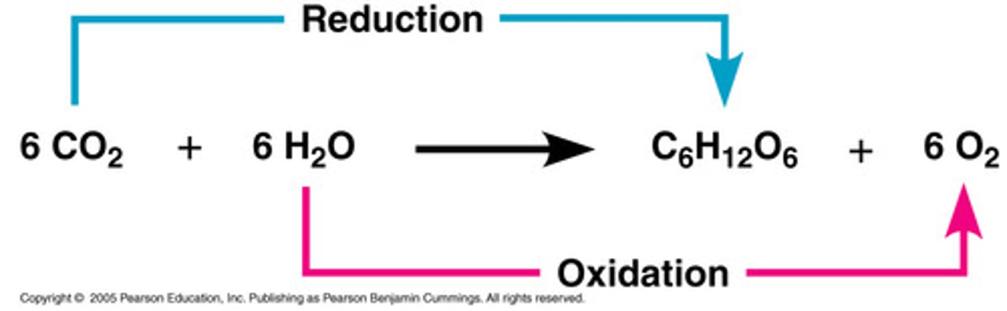 <p>carbon dioxide reduced to glucose (gains electrons)<br>water oxidized to oxygen (loses electrons)</p>