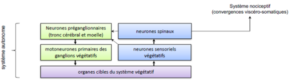 -certain de ces neurones sont sensibles à des stimuli mécanique (pression et étirement dans les parois du cœur, des vaisseaux, de la vessie et du tube digestif)
-d'autres innervent des cellules chémoceptrices sensibles à l'hypoxie (Diminution de la quantité d'oxygène que le sang distribue aux tissus)
-d'autres sont sensibles aux stimuli nociceptifs et répondent à l'étirement excessif, à l'ischémie ou à la présence de substance irritantes
-dans la corne dorsale, un nombre important de neurones de 2ème ordre recevant des afférences végétatives sont des neurones à convergence recevant également des afférences nociceptives et tactiles non-discriminatives
-ils sont très nombreux, on ne perçoit pas ou très peu des effets de ces neurones (accélération du rythme cardiaque, de la pression artérielle)