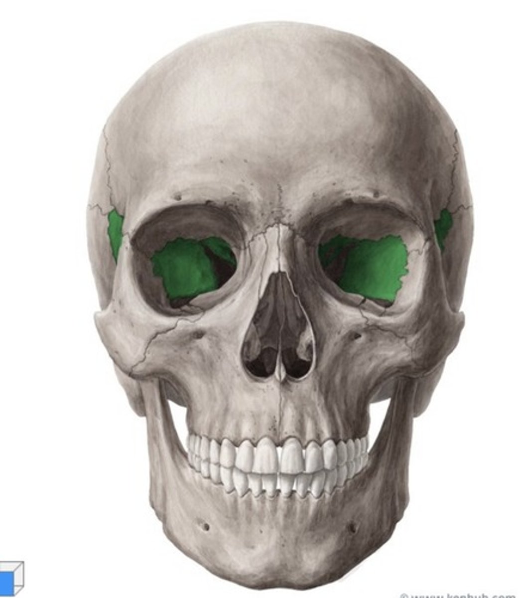 <p>What bone is this?</p>