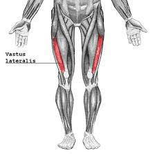 <p>IM Sites: Vastus Lateralis</p>