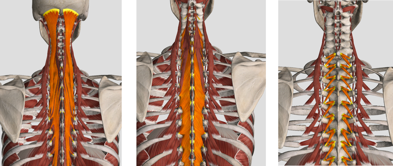 <p>What is this mm group called?</p><p>What mm are in this group?</p><p>O, I, A, N (same for all mm in group)</p>