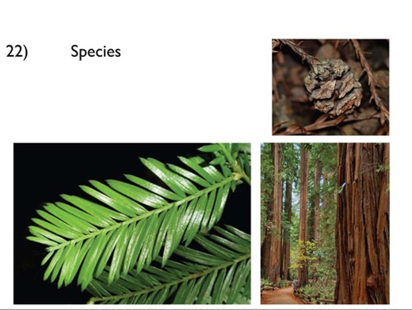 <p>- Needles: dark green/blue, pointed but not sharp, bright stomatal bands</p><p>- Twigs: Remnant areas of where buds used to be (brown tissue at yearly growth locations).</p><p>- Cones: solitary, terminal, wrinkled scales</p>