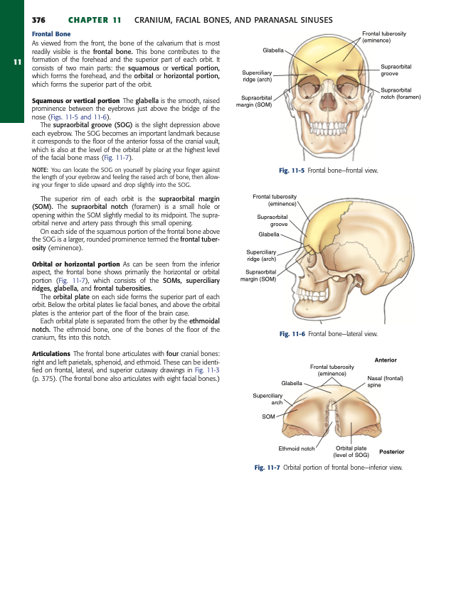 <p>G</p><ul><li><p>same level as SOG</p></li><li><p><strong>forms</strong> the <strong>superior part of each orbit</strong></p></li></ul><p></p>