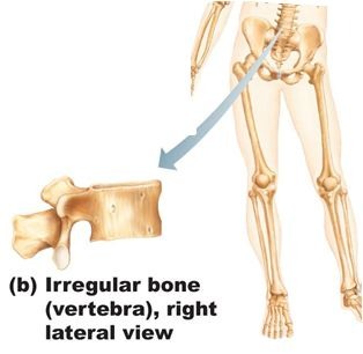 <p>Bones that are unique to their purpose - they possess a shape which cannot be easily classified. Examples: Vertebrae of the spinal cord, many facial bones like the ones which hold or enclose the sinuses</p>