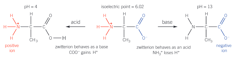 <ol><li><p>greater: amino acid behaves as an acid and loses a proton</p></li><li><p>lower: amino acid behaves as a base and gains a proton</p></li></ol><p></p>