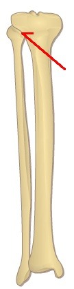 articulation between the head of the fibula and the lateral condyle of the tibia (non synovial)
