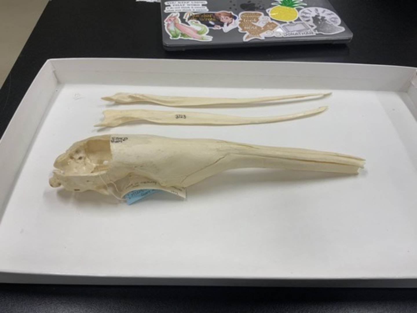 <p>Family, Order, Infraclass, Subclass</p><p>-no teeth</p><p>-rod-like mandible</p>